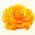 Yellow Flower pin