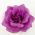 Purple Silk Flower