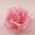 Rose Pink Flower