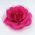 Fuchsia Rose Flower