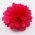 Fuchsia Flower pin