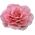 Pink Large flower pin