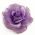 Lavender rose flower