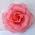 Rose Flower