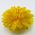 Yellow flower pin