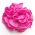 Fuchsia Flwoer Pin