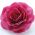 Burgundy Flower pin