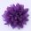 Purple Satin Flower