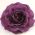 Purple Rose Flower