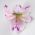 Orchid flower pin