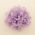 Purple Lace Flower