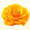 Yellow Flower pin