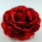 Red Rose Flower